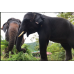 ELEPHANT JUNGLE SANCTUARY HALF DAY PROGRAM (Include Transportation) 2.5 - 3 hrs.